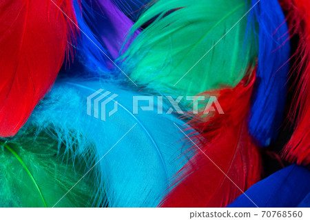 Beautiful background of colorful tropical birds feathers. Bird natural pattern. Close-up top view Beautiful background of colorful tropical birds feathers. Bird natural pattern. Close-up top view 70768560