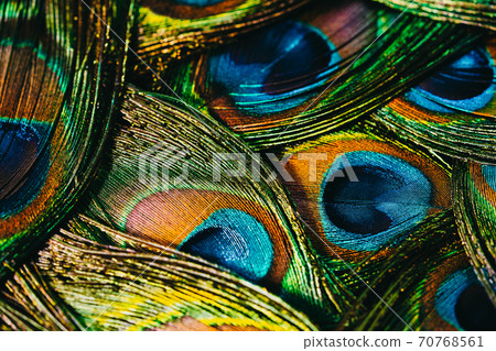 Feathers of tropical peacock bird. Macro, close-up view. Beautiful animals. color accuracy of nature Feathers of tropical peacock bird. Macro, close-up view. Beautiful animals. color accuracy of nature 70768561