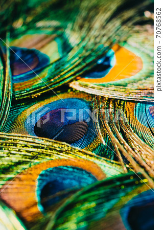 Feathers of tropical peacock bird. Macro, close-up view. Beautiful animals. color accuracy of nature 70768562