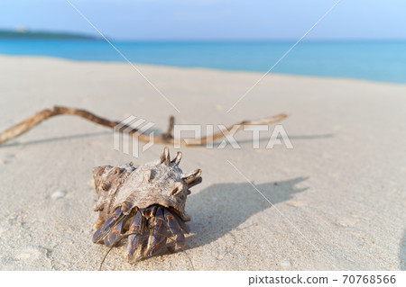 Hermit crab walking on a tropical sandy beach 70768566