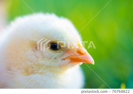 Close up newborn poultry yellow chicken beak on green grass field. Beautiful and adorable little Close up newborn poultry yellow chicken beak on green grass field. Beautiful and adorable little 70768622