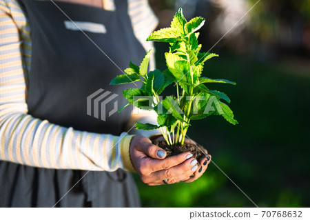 Female gardener holding sprouted mint plant in soil. Agriculture, caring for mother earth 70768632