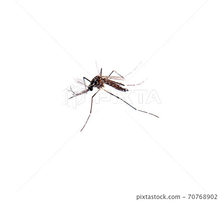 Mosquito isolated on white background 70768902