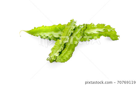 winged bean isolated on white background 70769119