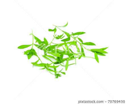 Watercress leaf isolated on white background 70769430