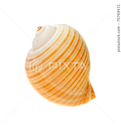 sea shell isolated on white 70769431