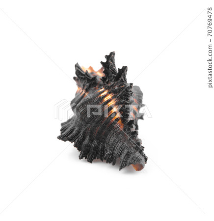 Sea shell isolated on a white background Sea shell isolated on a white background 70769478