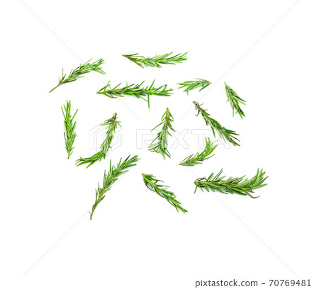 Rosemary isolated on white background 70769481