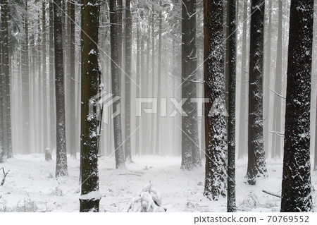 Winter landscape trees under snow 70769552