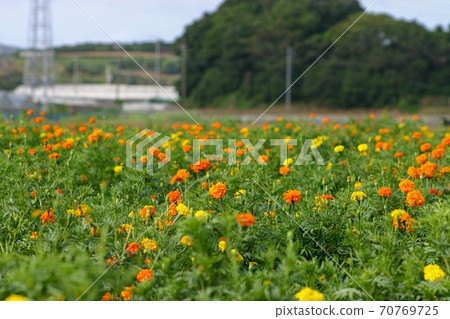 Marigold Marigold 70769725
