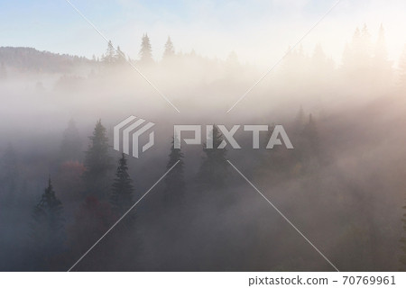 Misty beech forest on the mountain slope in a nature reserve 70769961