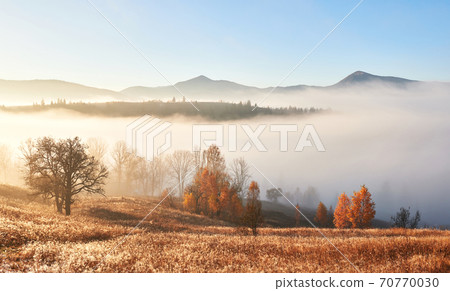 Majestic landscape with autumn trees in misty forest. Carpathian, Ukraine, Europe. Beauty world 70770030