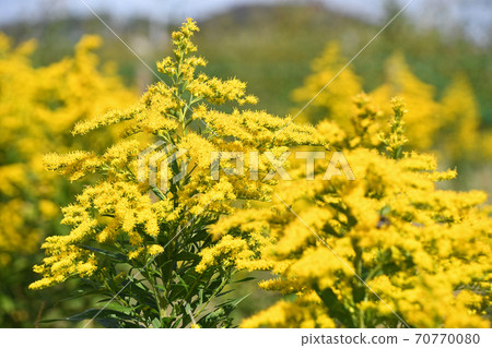 Seiitakahawadanchi So (Tall Foam Growth) 70770080