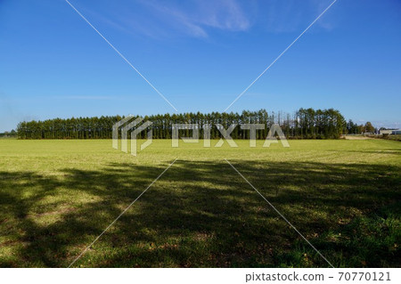 Tokachi ranch deciduous pine windbreak / autumn Tokachi ranch deciduous pine windbreak / autumn 70770121