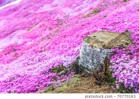 One side of moss phlox scenery One side of moss phlox scenery 70770163