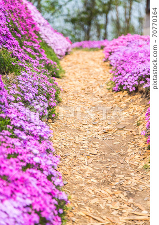 One side of moss phlox scenery 70770164