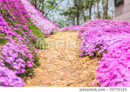 One side of moss phlox scenery One side of moss phlox scenery 70770165