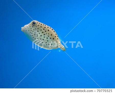 anemonefish 70770325