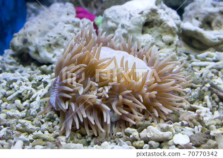 coral and ocean coral and ocean 70770342