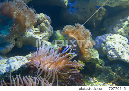 coral and ocean coral and ocean 70770343