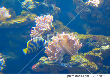 anemonefish in colorful anemone 70770369