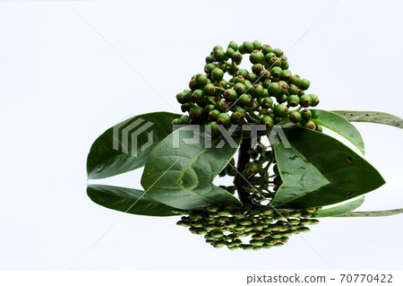 fresh green fruit isolated on a white background 70770422