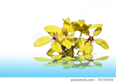 Spring yellow of the white background Spring yellow of the white background 70770456