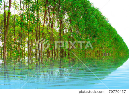 Path in spring green forest 70770457