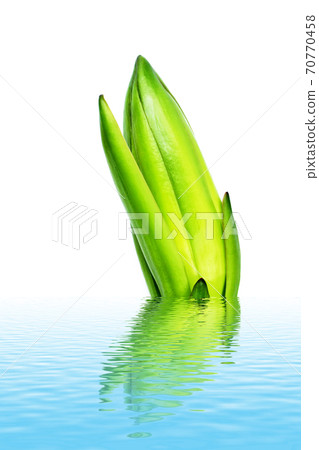 dragon fruit bud dragon fruit bud 70770458