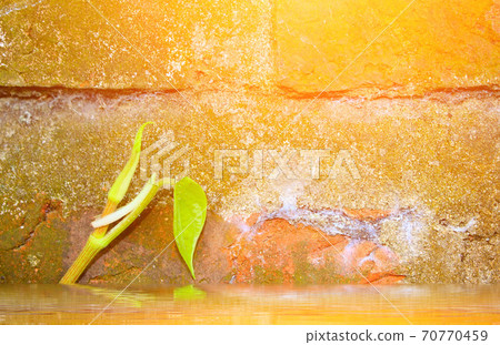 Stone wall with green Stone wall with green 70770459
