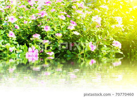 beautiful pink flowers in the garden beautiful pink flowers in the garden 70770460