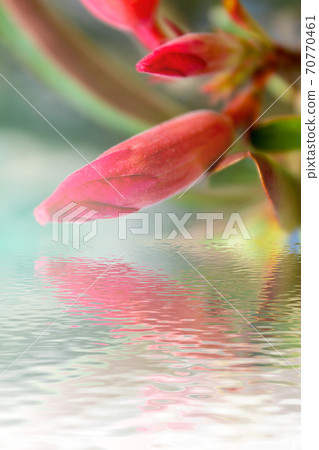 beautiful pink flowers in the garden beautiful pink flowers in the garden 70770461