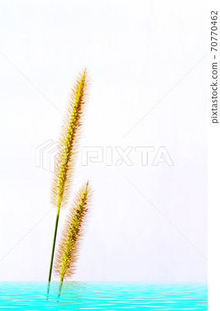 grass isolated on white background grass isolated on white background 70770462