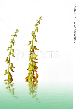 Yelllow flower - close-up view Yelllow flower - close-up view 70770472