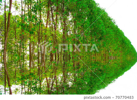 Path in spring green forest Path in spring green forest 70770483