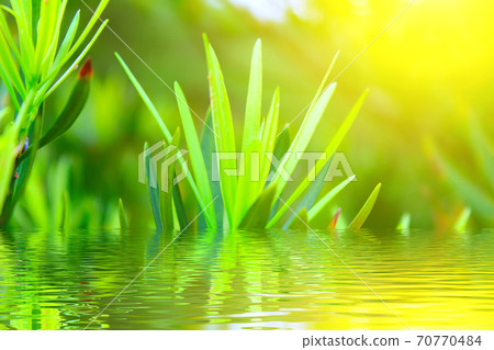 Green bud Green bud 70770484