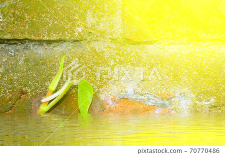 Stone wall with green Stone wall with green 70770486
