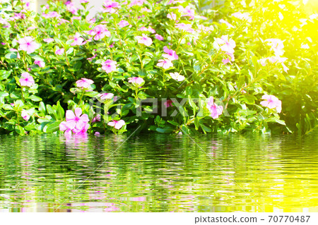 beautiful pink flowers in the garden beautiful pink flowers in the garden 70770487