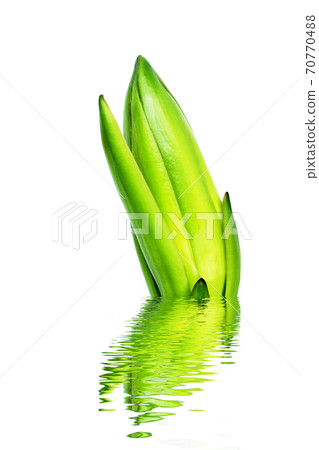 dragon fruit bud dragon fruit bud 70770488