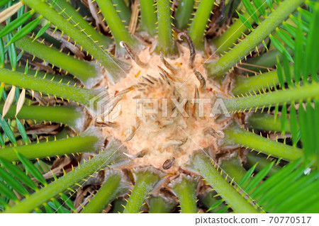 Green palm tree 70770517