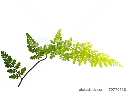 green leaf isolated on a white background green leaf isolated on a white background 70770518