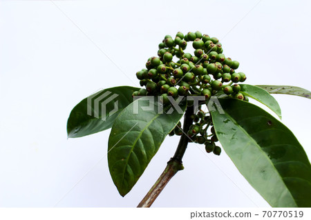 fresh green fruit isolated on a white background 70770519