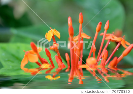 Beautiful orange flower 70770520