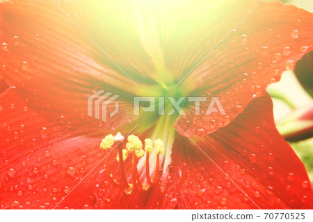 beautiful red lily 70770525