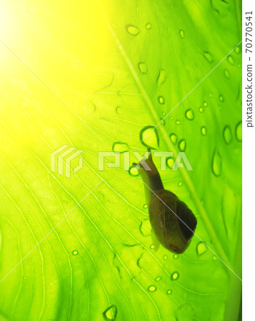 Small brown snail on a green leaf 70770541