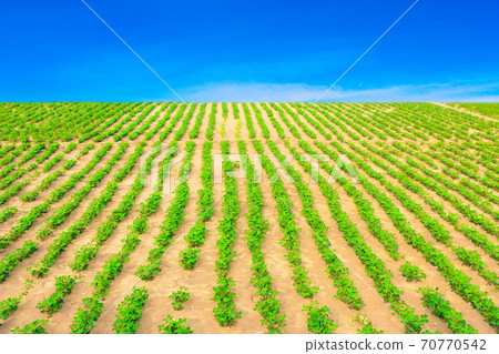 Peanuts fields 70770542