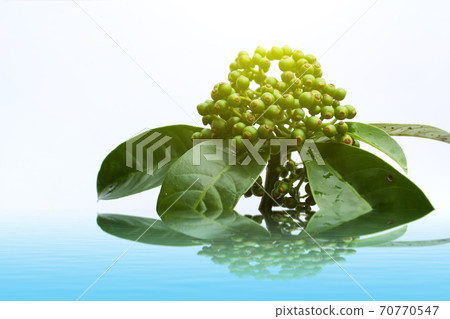 fresh green fruit isolated on a white background 70770547