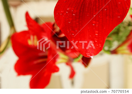 beautiful red lily 70770554