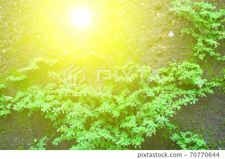 Shrubs fern Background 70770644
