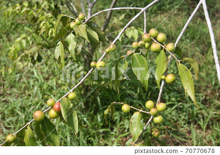 巴西亞馬遜富含維生素C的camu camu 70770678